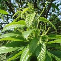 Castanea sativa fleur